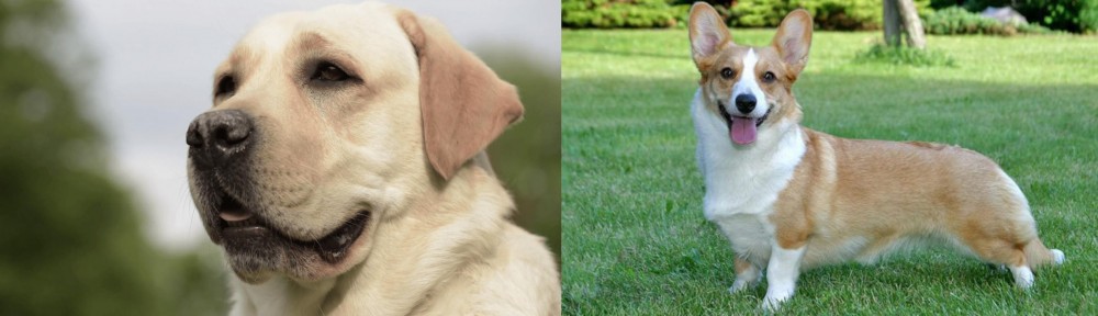 Cardigan Welsh Corgi vs Labrador Retriever - Breed Comparison