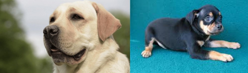 Carlin Pinscher vs Labrador Retriever - Breed Comparison