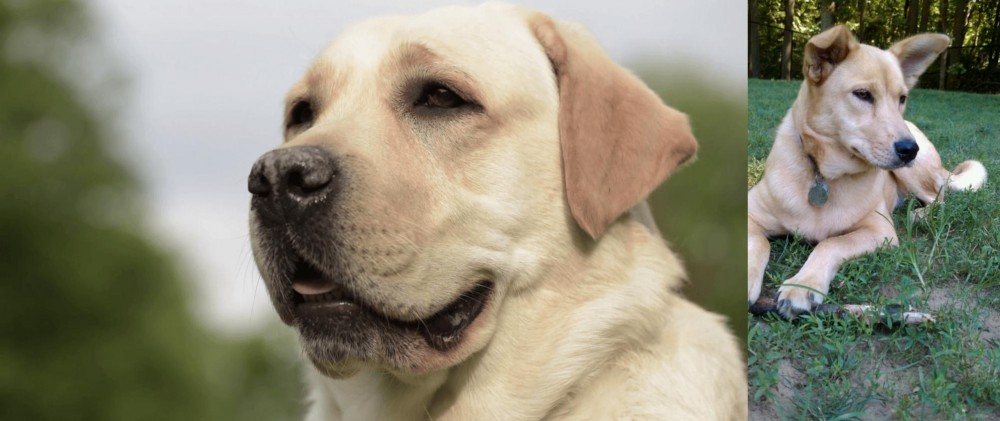 Carolina Dog vs Labrador Retriever - Breed Comparison