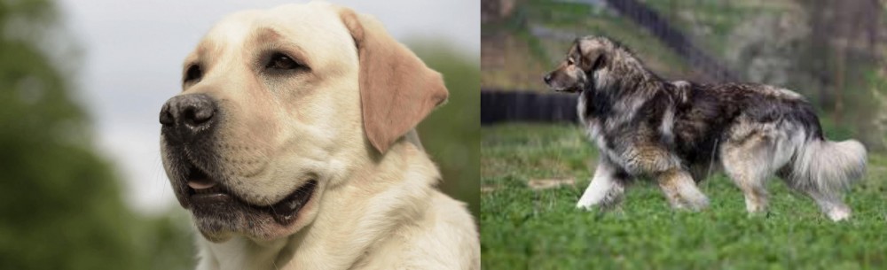 Carpatin vs Labrador Retriever - Breed Comparison
