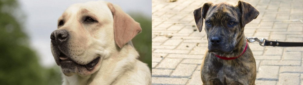 Catahoula Bulldog vs Labrador Retriever - Breed Comparison