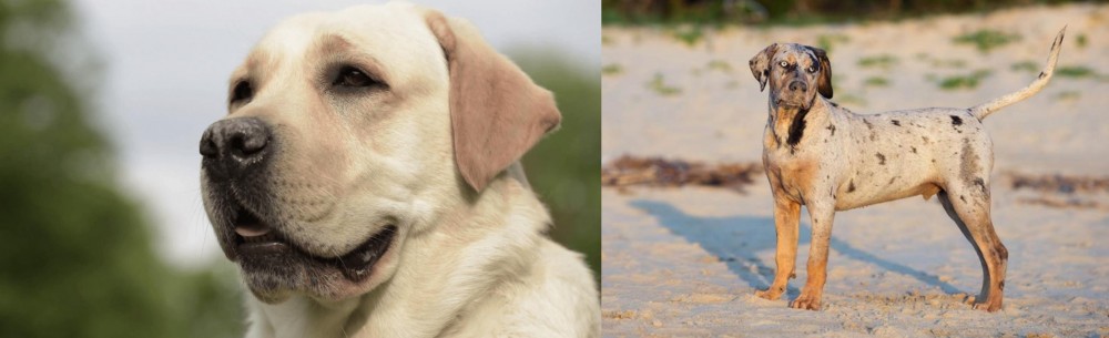 Catahoula Cur vs Labrador Retriever - Breed Comparison