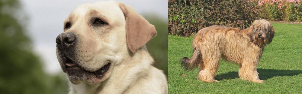 Catalan Sheepdog vs Labrador Retriever - Breed Comparison