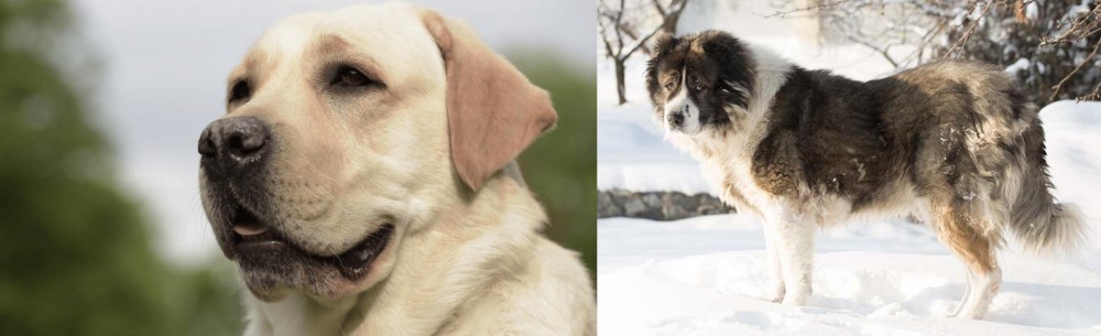 Caucasian Shepherd vs Labrador Retriever - Breed Comparison