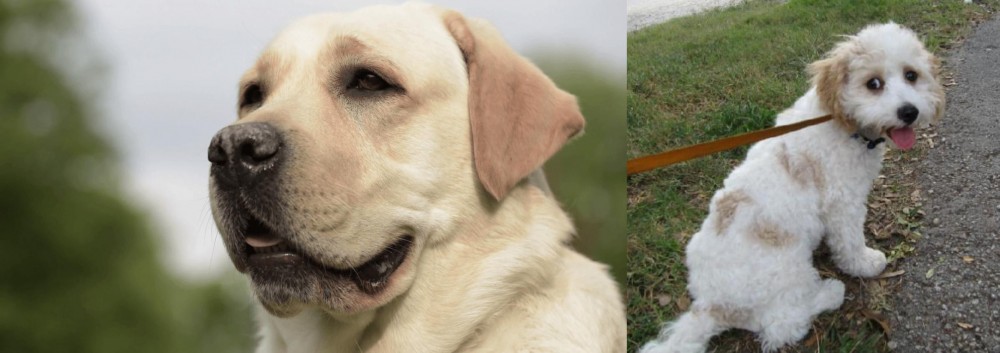 Cavachon vs Labrador Retriever - Breed Comparison