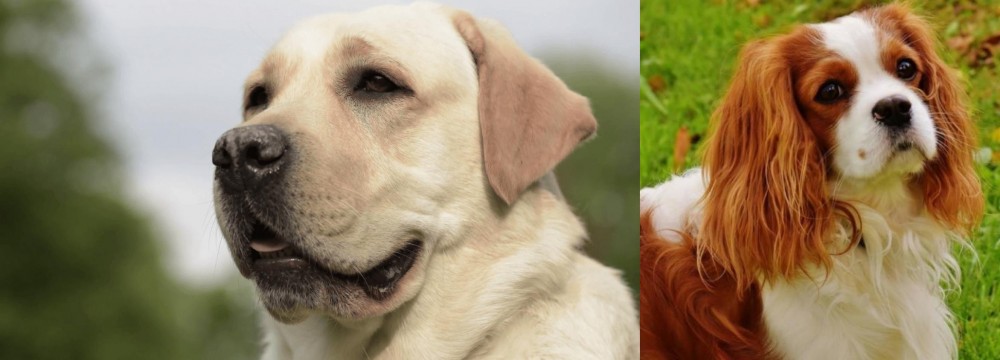 Cavalier King Charles Spaniel vs Labrador Retriever - Breed Comparison