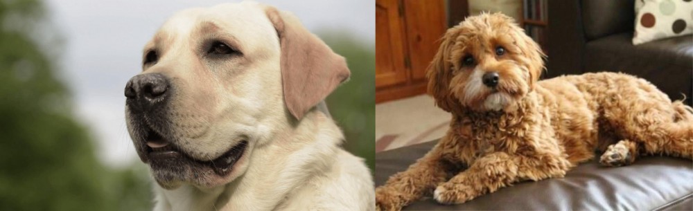 Cavapoo vs Labrador Retriever - Breed Comparison