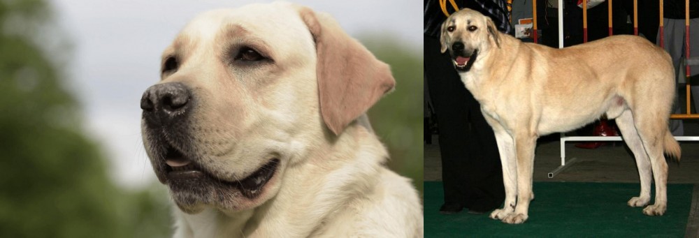 Central Anatolian Shepherd vs Labrador Retriever - Breed Comparison