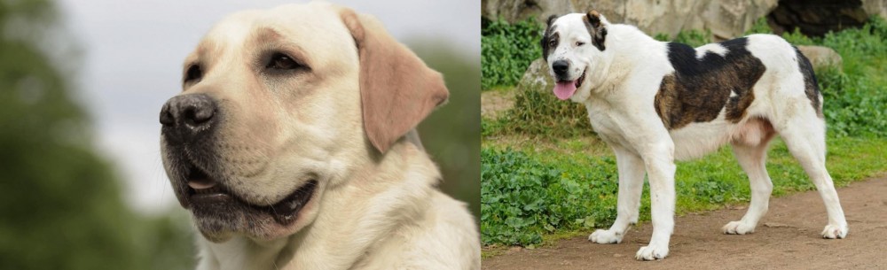 Central Asian Shepherd vs Labrador Retriever - Breed Comparison