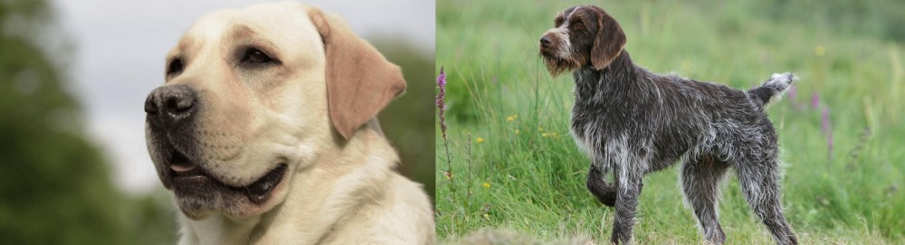 Cesky Fousek vs Labrador Retriever - Breed Comparison