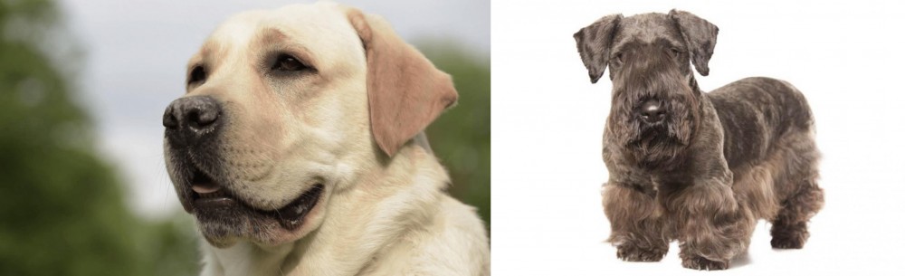 Cesky Terrier vs Labrador Retriever - Breed Comparison