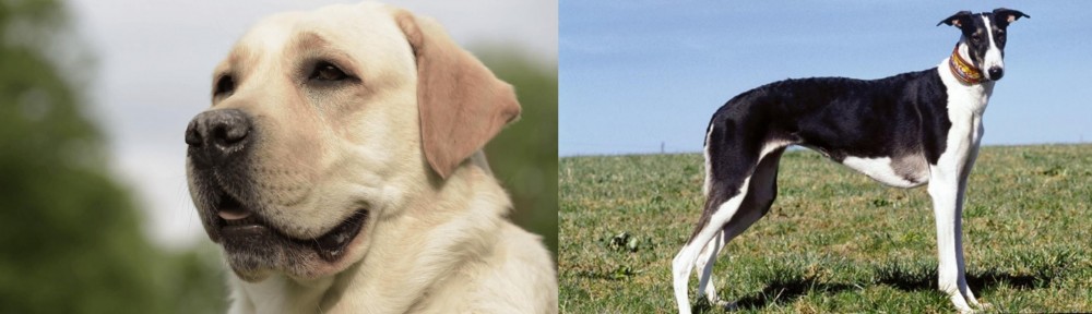 Chart Polski vs Labrador Retriever - Breed Comparison