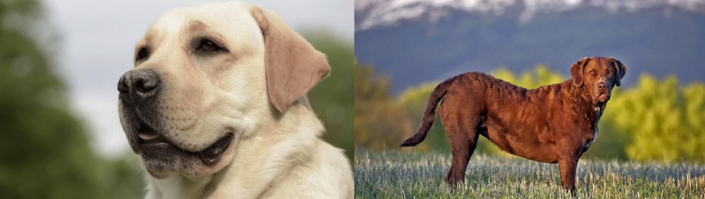 Chesapeake Bay Retriever vs Labrador Retriever - Breed Comparison