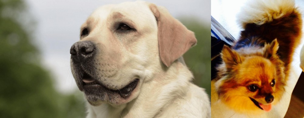 Chiapom vs Labrador Retriever - Breed Comparison