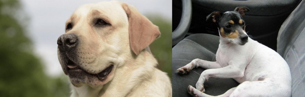 Chilean Fox Terrier vs Labrador Retriever - Breed Comparison