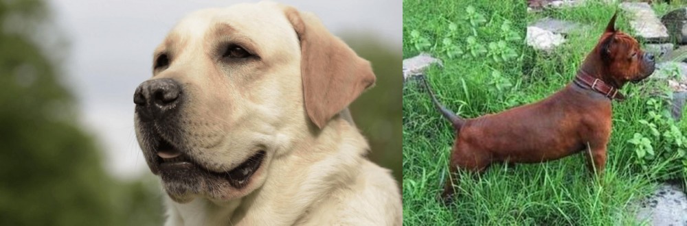 Chinese Chongqing Dog vs Labrador Retriever - Breed Comparison