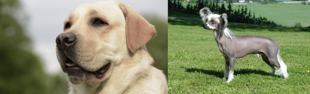 Chinese Crested Dog vs Labrador Retriever - Breed Comparison