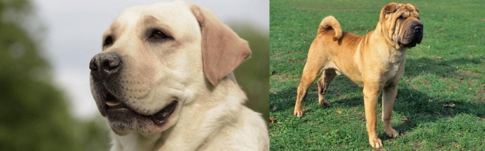 Chinese Shar Pei vs Labrador Retriever - Breed Comparison