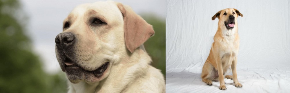 Chinook vs Labrador Retriever - Breed Comparison
