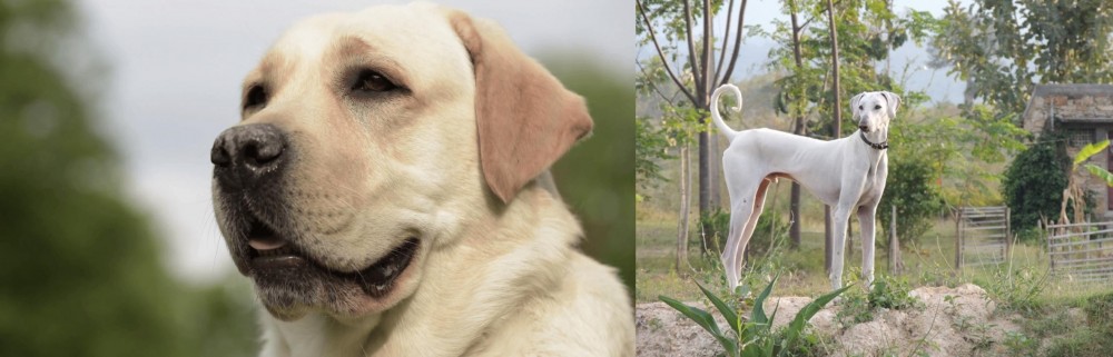 Chippiparai vs Labrador Retriever - Breed Comparison
