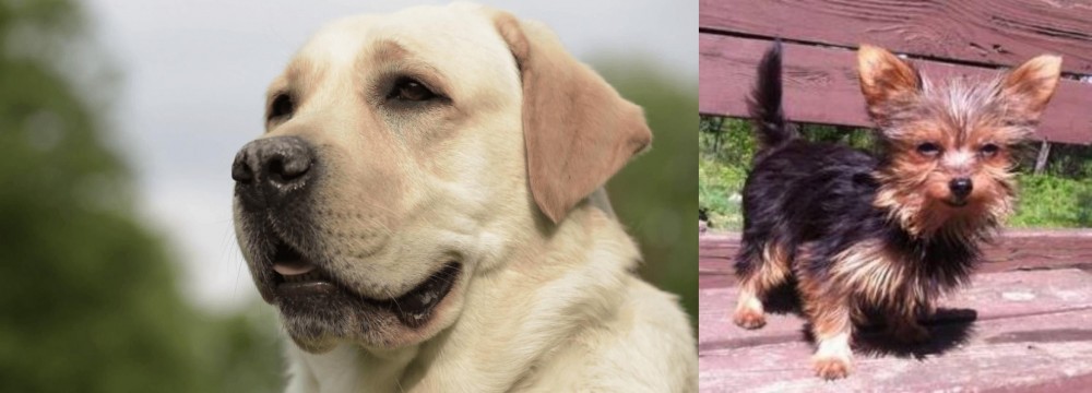 Chorkie vs Labrador Retriever - Breed Comparison