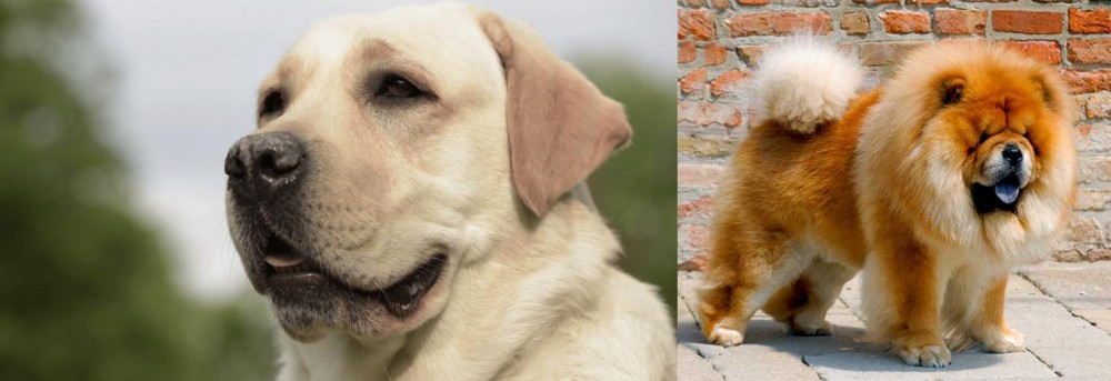 Chow Chow vs Labrador Retriever - Breed Comparison