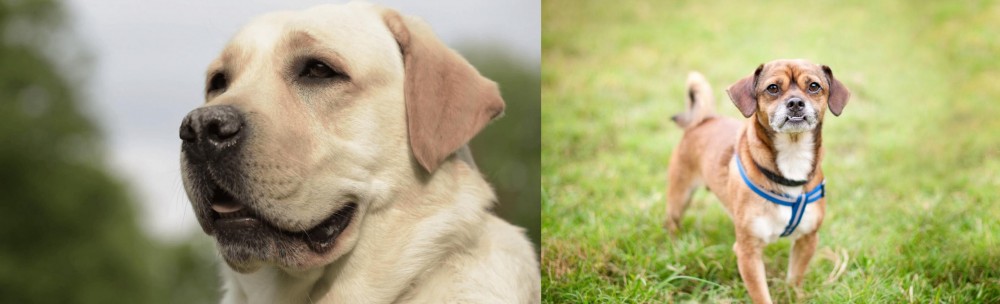 Chug vs Labrador Retriever - Breed Comparison