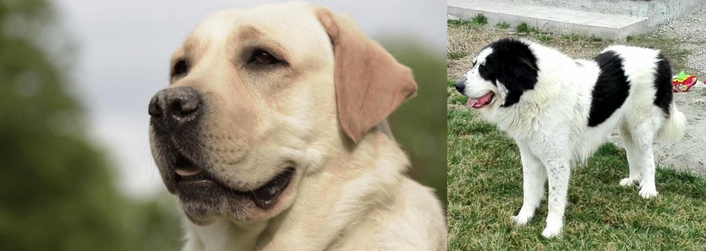 Ciobanesc de Bucovina vs Labrador Retriever - Breed Comparison