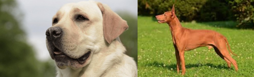 Cirneco dell'Etna vs Labrador Retriever - Breed Comparison