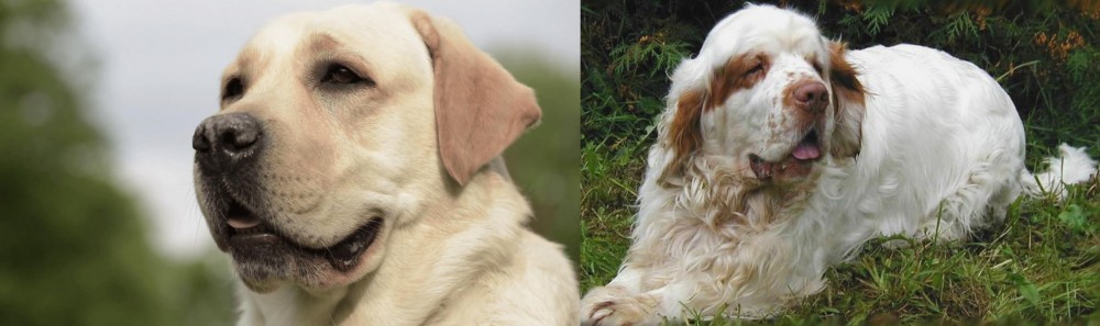 Clumber Spaniel vs Labrador Retriever - Breed Comparison