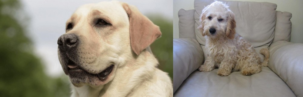 Cockachon vs Labrador Retriever - Breed Comparison