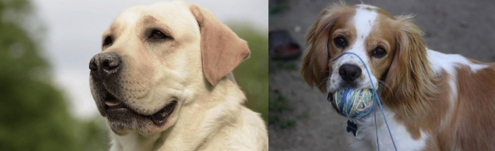 Cockalier vs Labrador Retriever - Breed Comparison