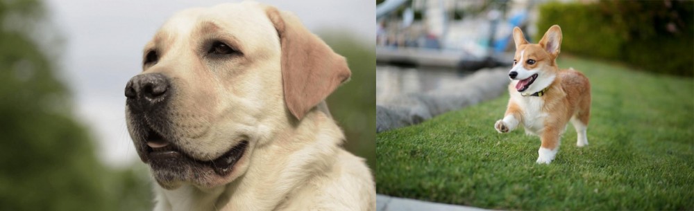 Corgi vs Labrador Retriever - Breed Comparison