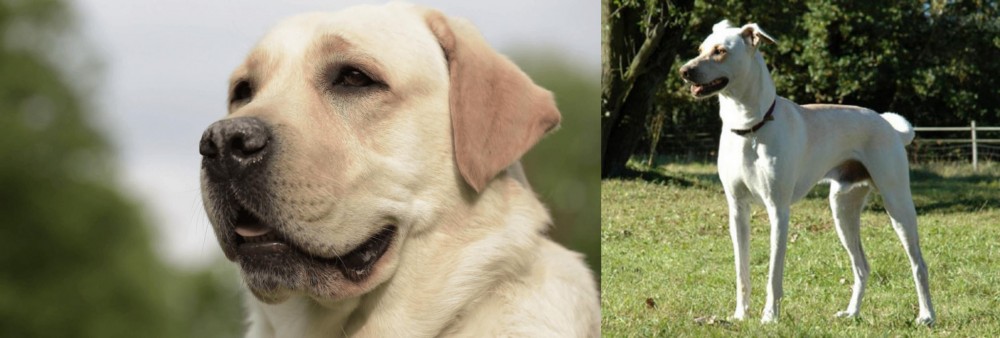 Cretan Hound vs Labrador Retriever - Breed Comparison
