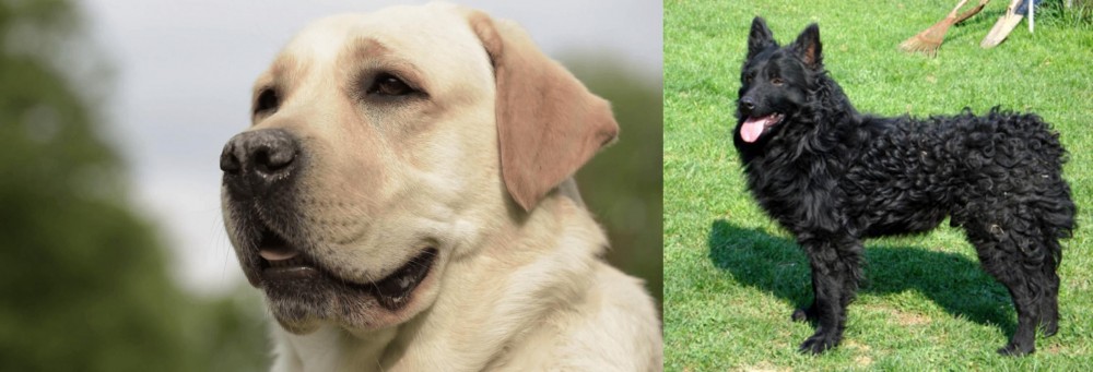 Croatian Sheepdog vs Labrador Retriever - Breed Comparison