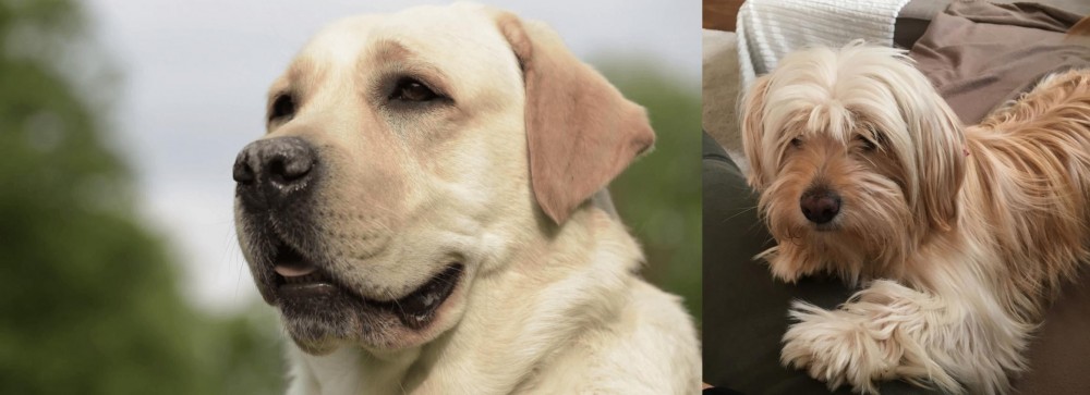 Cyprus Poodle vs Labrador Retriever - Breed Comparison
