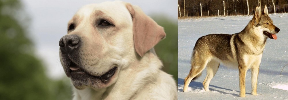 Czechoslovakian Wolfdog vs Labrador Retriever - Breed Comparison