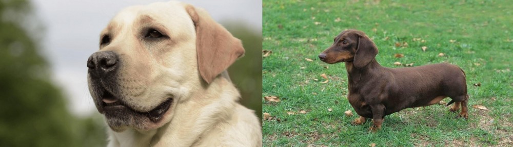 Dachshund vs Labrador Retriever - Breed Comparison