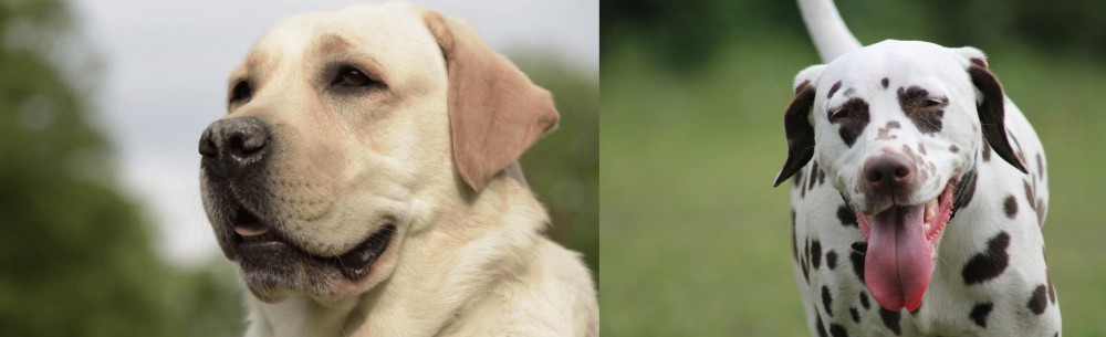 Dalmatian vs Labrador Retriever - Breed Comparison