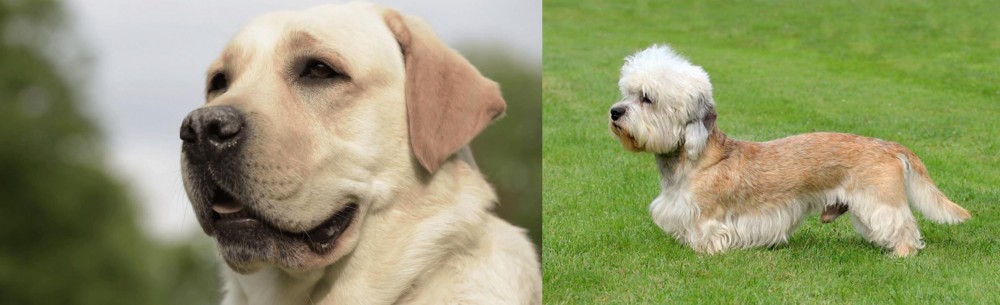 Dandie Dinmont Terrier vs Labrador Retriever - Breed Comparison
