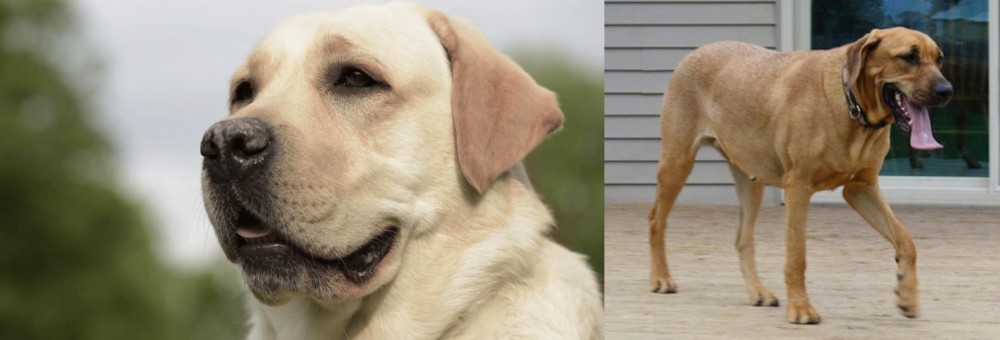 Danish Broholmer vs Labrador Retriever - Breed Comparison