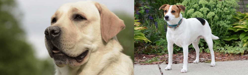 Danish Swedish Farmdog vs Labrador Retriever - Breed Comparison