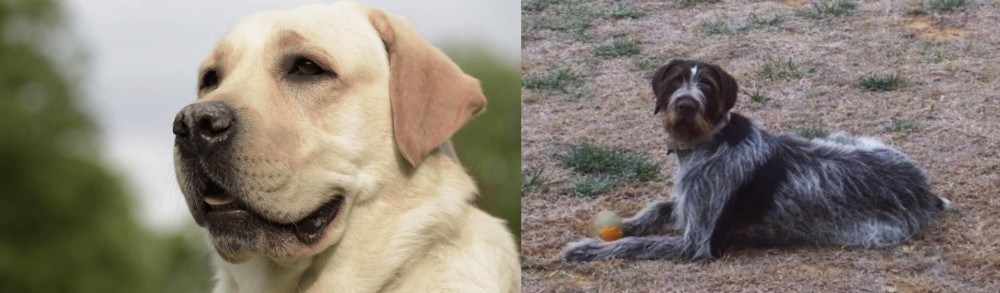 Deutsch Drahthaar vs Labrador Retriever - Breed Comparison