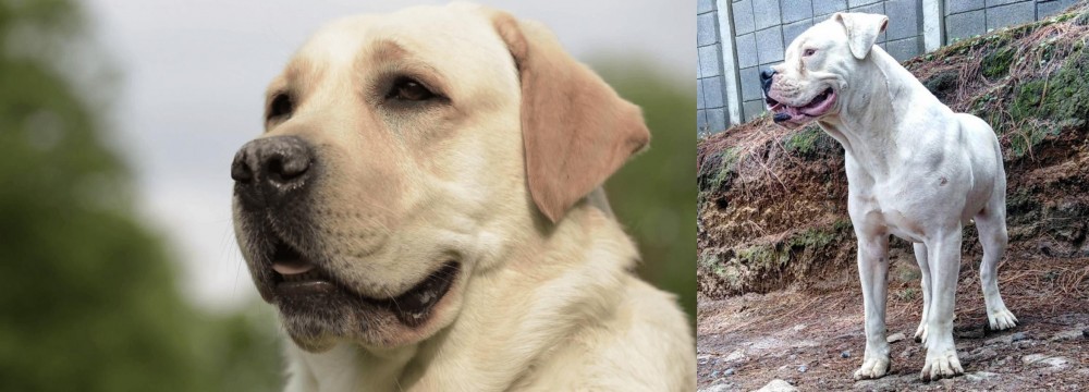 Dogo Guatemalteco vs Labrador Retriever - Breed Comparison