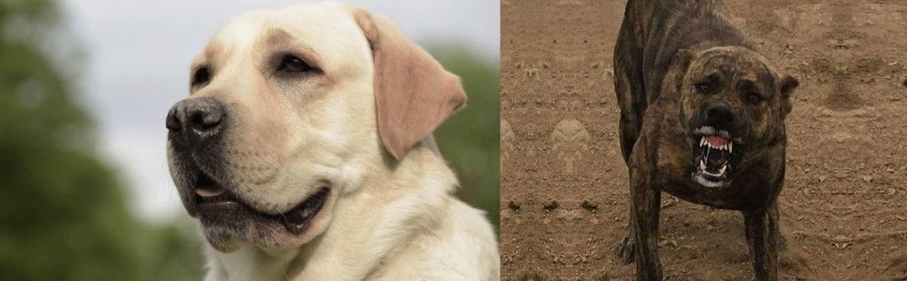 Dogo Sardesco vs Labrador Retriever - Breed Comparison