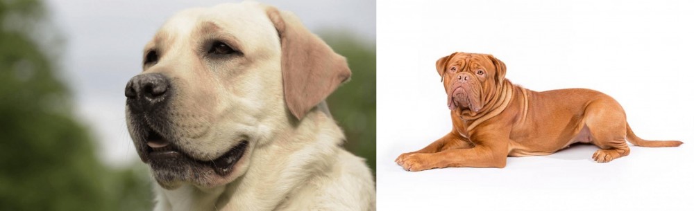 Dogue De Bordeaux vs Labrador Retriever - Breed Comparison