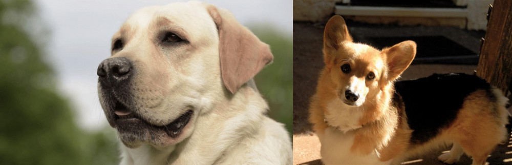 Dorgi vs Labrador Retriever - Breed Comparison