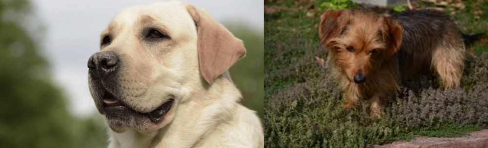 Dorkie vs Labrador Retriever - Breed Comparison