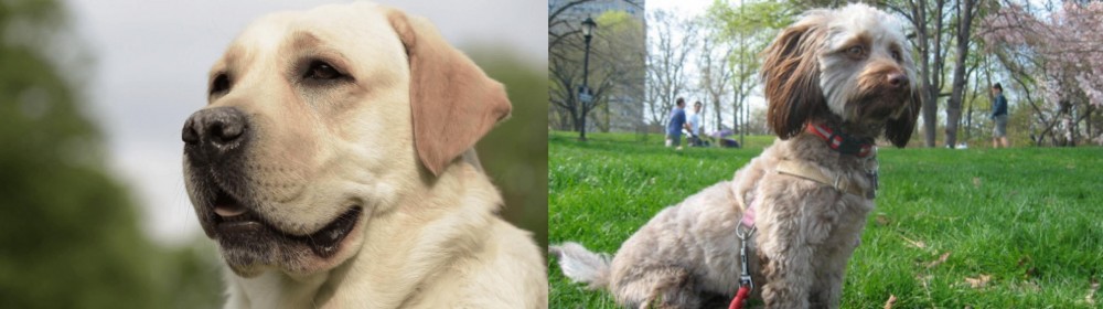 Doxiepoo vs Labrador Retriever - Breed Comparison