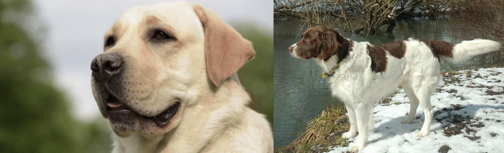 Drentse Patrijshond vs Labrador Retriever - Breed Comparison